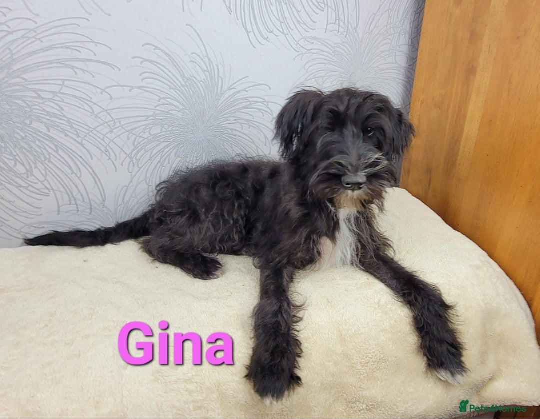 Australian Labradoodle dogs for sale: Australian Labradoodle × Fox Terrier Puppies - Image 34