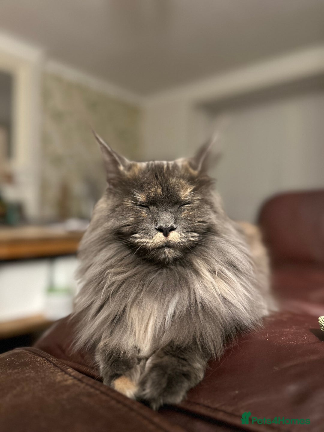 Maine Coon cats for sale: GCCF Registered Maine Coons Ready 16th August  in Banbury - Image 14