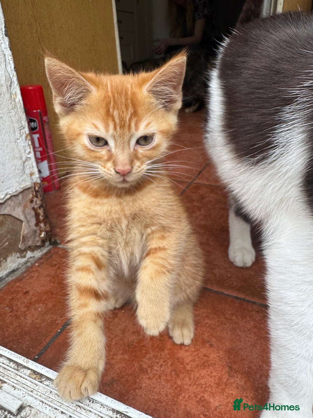 Asian cats for sale: 2 Gorgeous Ginger Male Kittens & 1 Black & grey  - Image 1