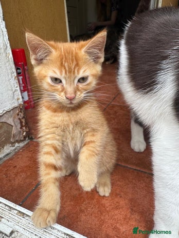 Asian cats - Advert 1