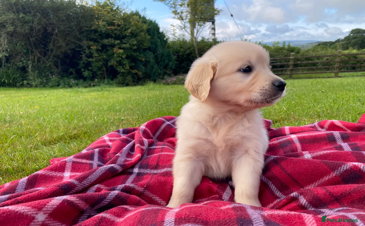 Golden Retriever dogs - Advert 1