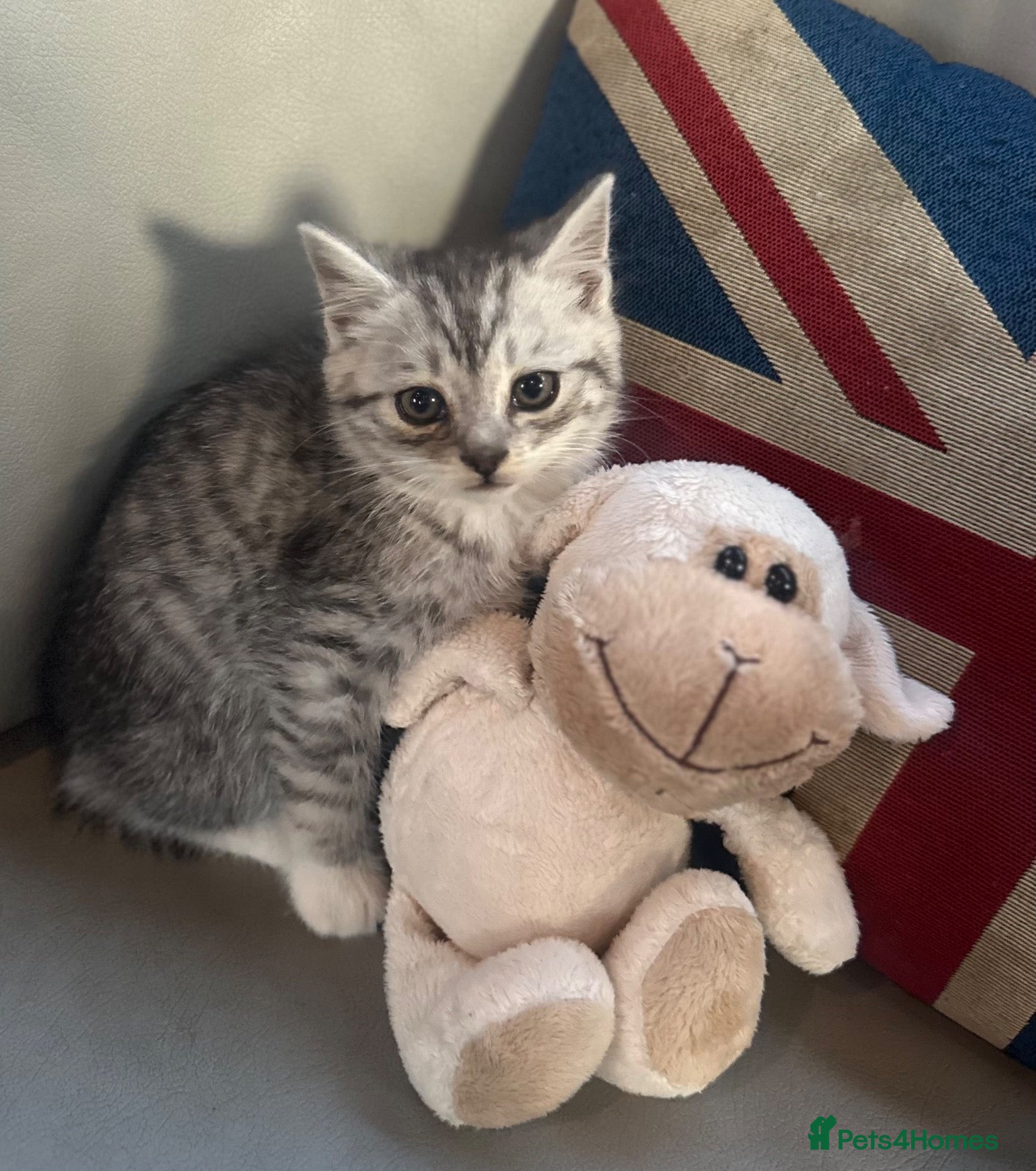 Mixed Breed cats for sale: Stunning kittens for sale  - Advert 21