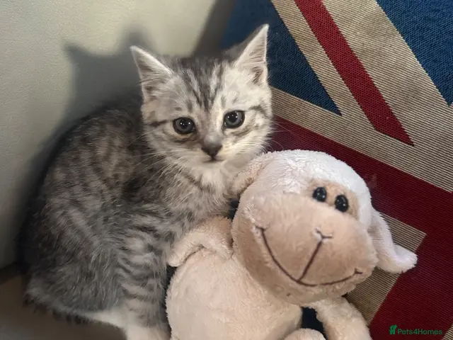 Mixed Breed cats for sale: Stunning kittens for sale - Advert 21