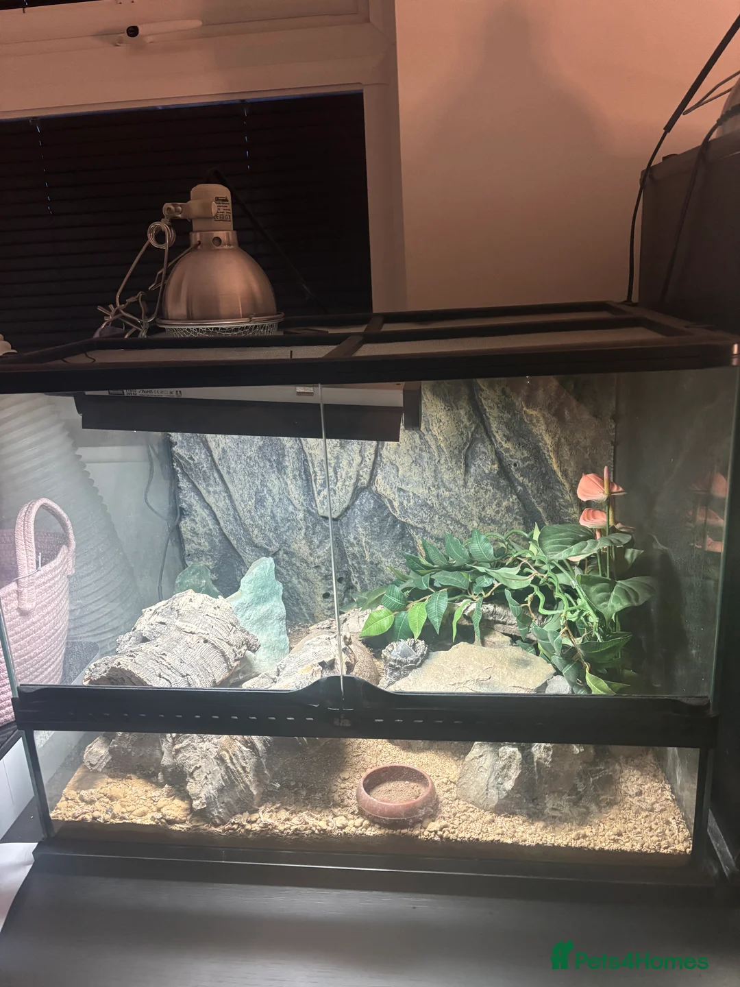 Leopard Gecko reptiles for sale: Leopard gecko for sale with full set up  - Advert 2