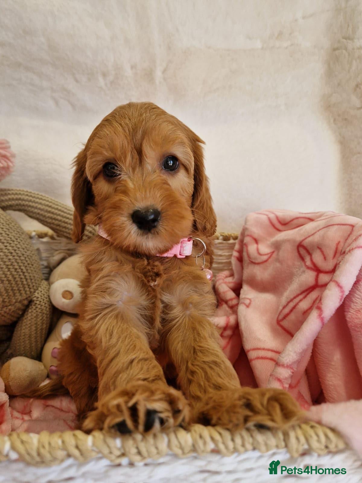 Cavapoo dogs 💖BEAUTIFUL LICENSED-BRED CAVAPOOS💖 - Advert 1