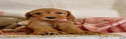Cavapoo dogs for sale: 💖BEAUTIFUL LICENSED-BRED CAVAPOOS💖 - Advert 8