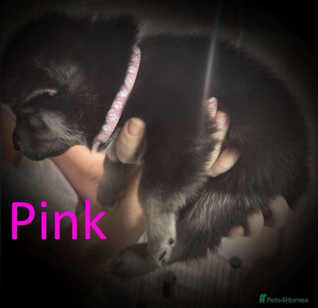 Shepsky dogs for sale: Siberian husky hybrid pups - Image 15