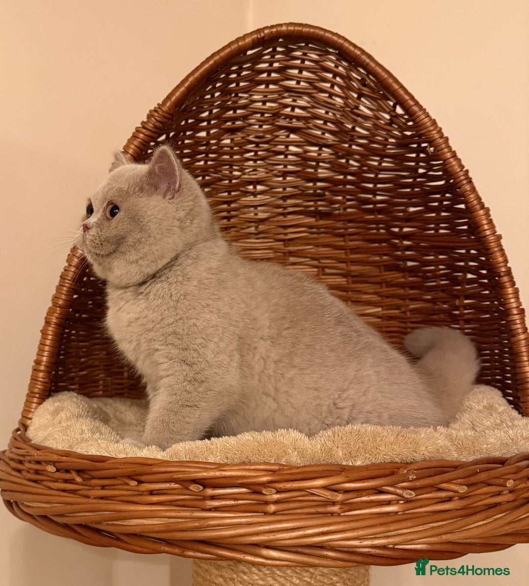 British Shorthair cats for sale: British Shorthair kittens  - Advert 8
