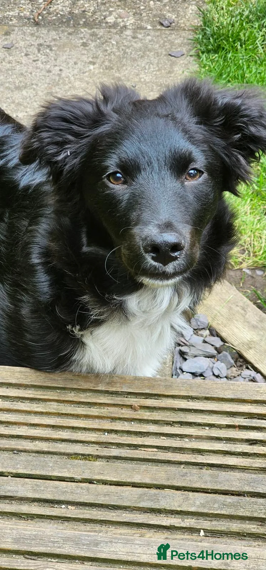 Mixed Breed dogs for sale: Todd, 6 month old collie cross  - Advert 2
