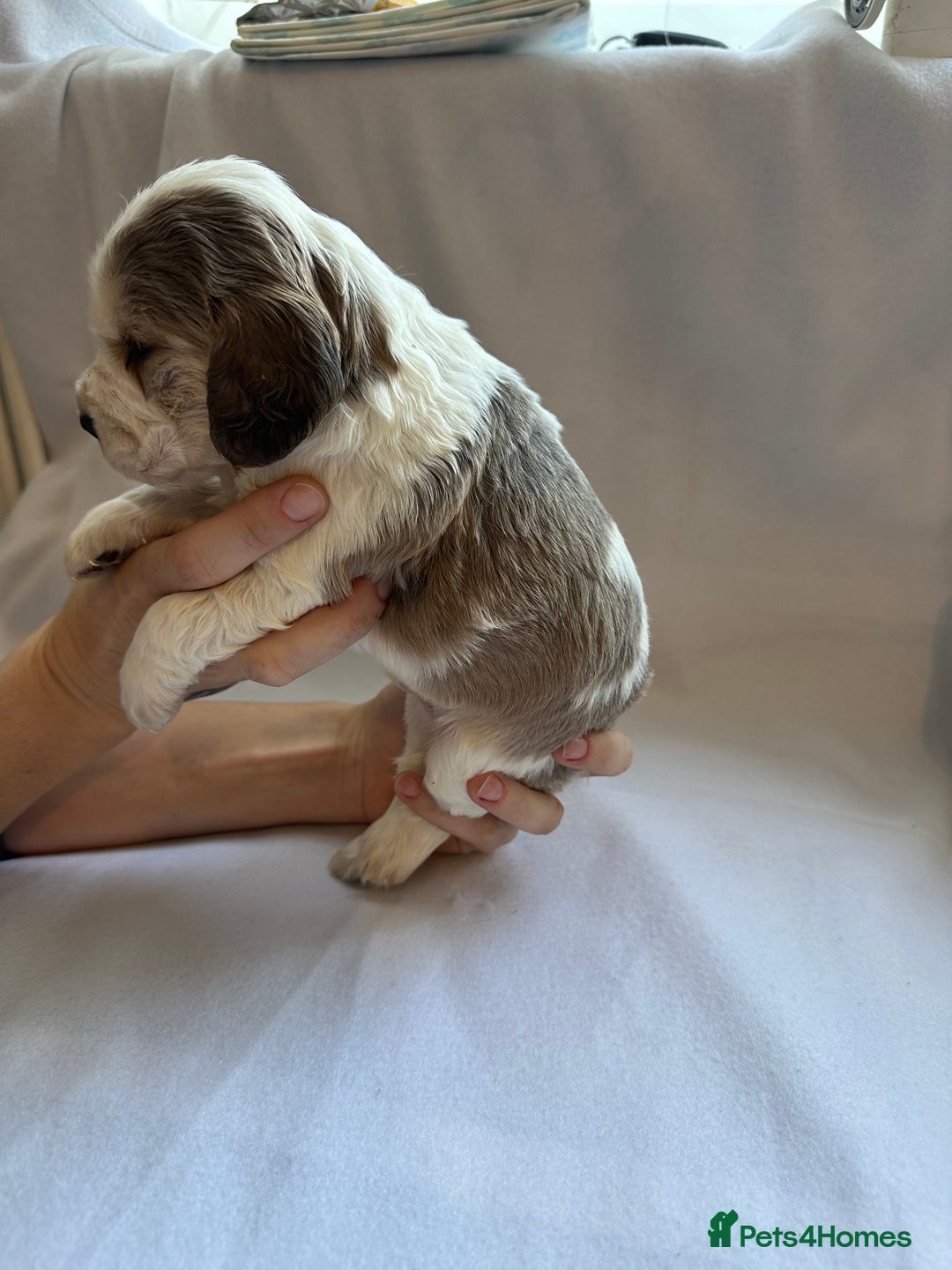 Cocker Spaniel dogs for sale: Cocker spaniel pups - Image 8