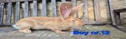 Continental Giant rabbits for sale: VACCINATED Pure Continental Giant  - Advert 9