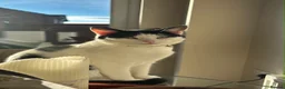Domestic Shorthair cats for sale: FREE to the best home  in Prescot - Advert 5