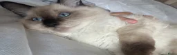 Ragdoll cats for sale: 😸🐾Pure Ragdoll kitties😸🐾 2 male & 1 female🐾😸 - Advert 8