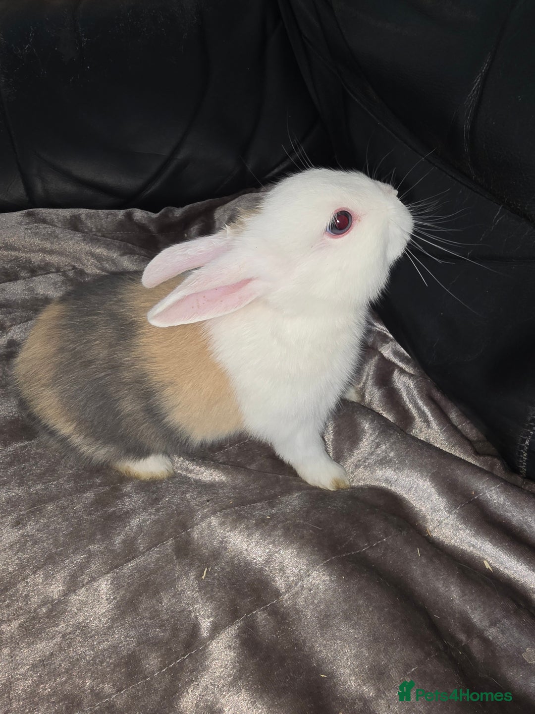 Dutch rabbits for sale: 7 rabbits looking for their forever homes - Advert 5
