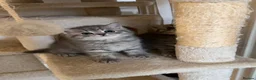 British Shorthair cats for sale: British Shorthair Tabby 1 - Advert 13