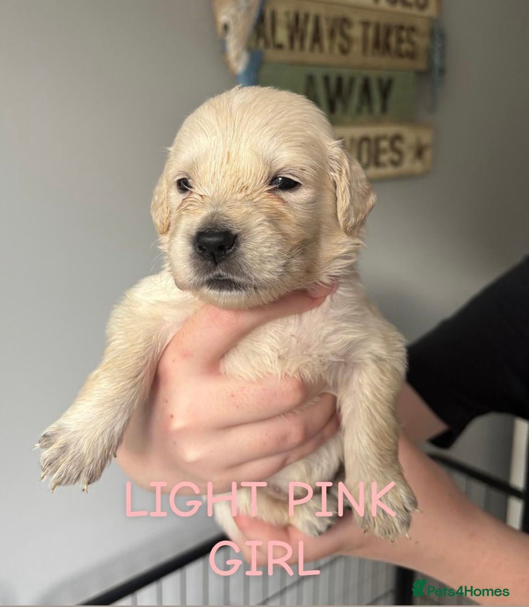 Golden Retriever dogs for sale: Quality KC golden retriever puppies  - Image 5
