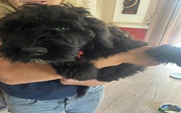 Portuguese Water Dog dogs for sale: Portuguese water dog pups: ready now - Image 4