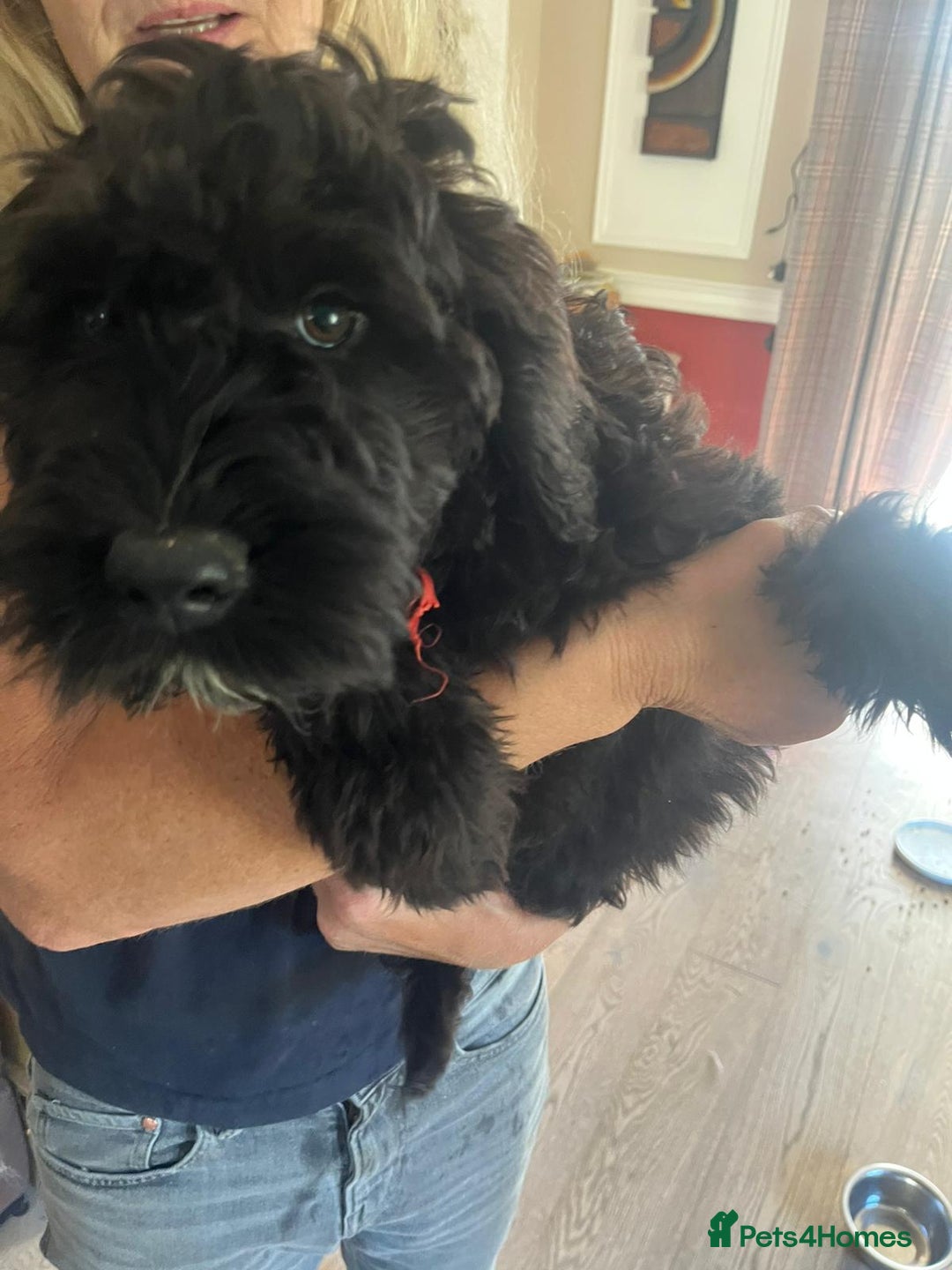 Portuguese Water Dog dogs for sale: Portuguese water dog pups: ready now - Image 4