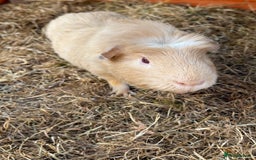 Guinea Pig rodents for sale: Sweet guinea pig boys to rehome. - Image 6