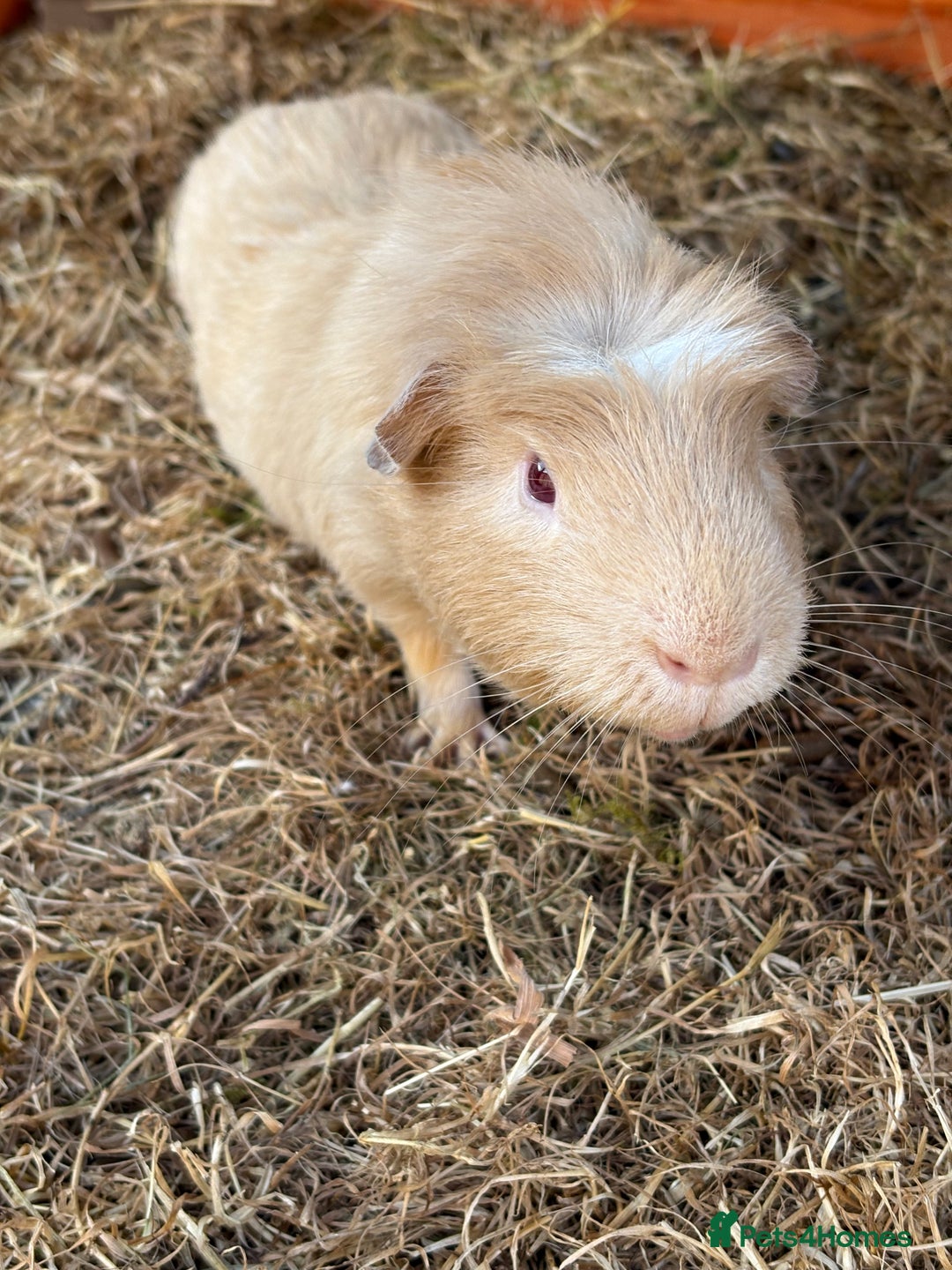 Guinea Pig rodents for sale: Sweet guinea pig boys to rehome. - Image 6