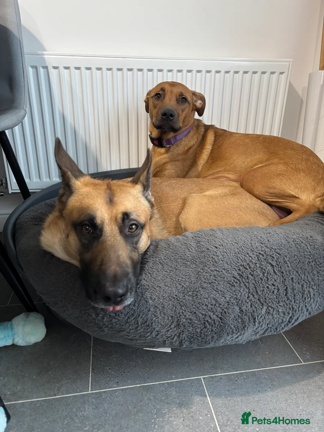 Belgian Shepherd Dog dogs for sale: Belgian Malinois cross puppies for sale.  - Advert 2