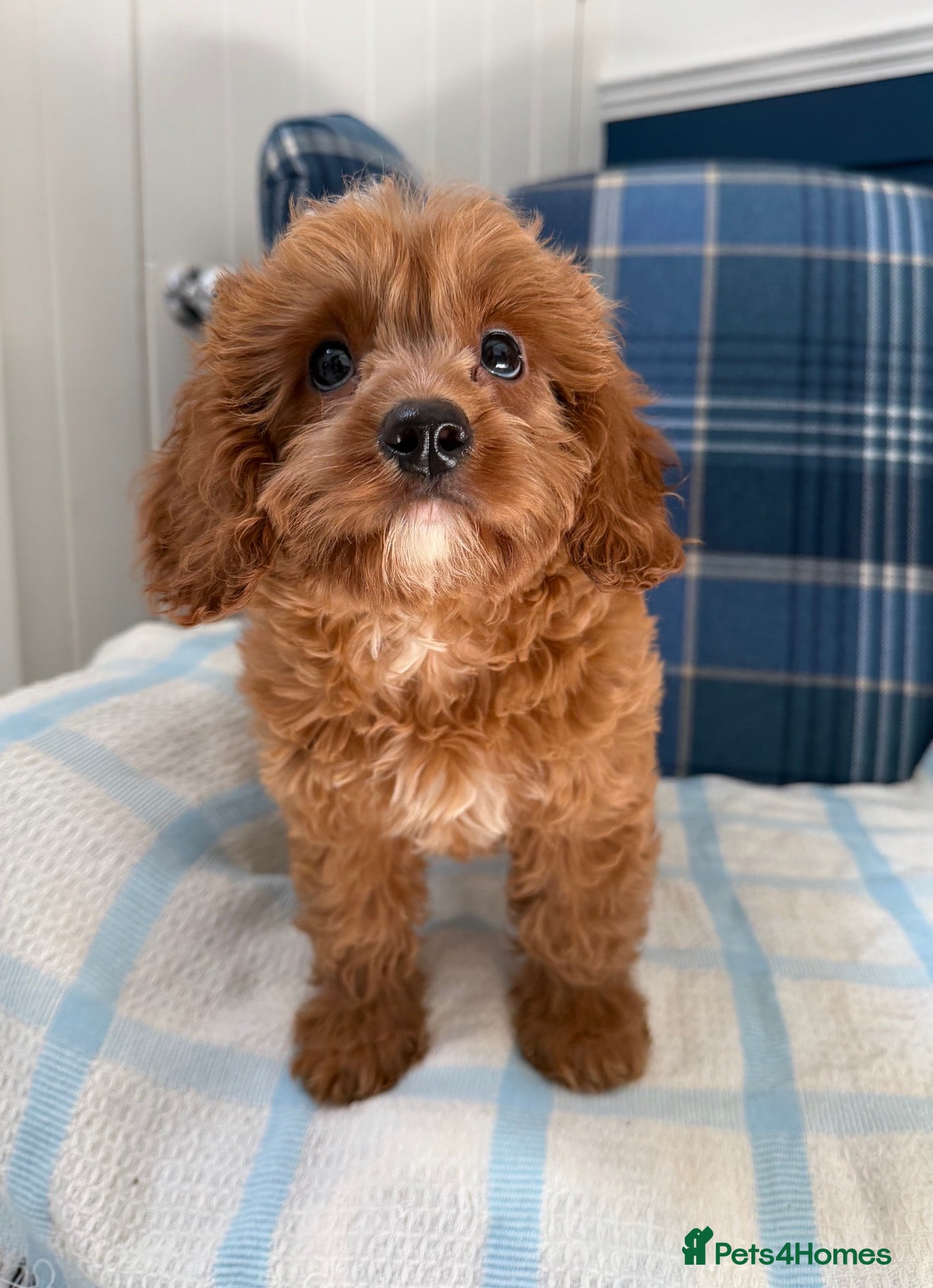 Cavapoo dogs 🩷💙Outstanding Red Cavapoo Puppies💙🩷 - Advert 1