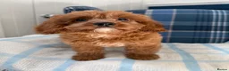 Cavapoo dogs for sale: 🩷💙Outstanding Red Cavapoo Puppies💙🩷 - Advert 1