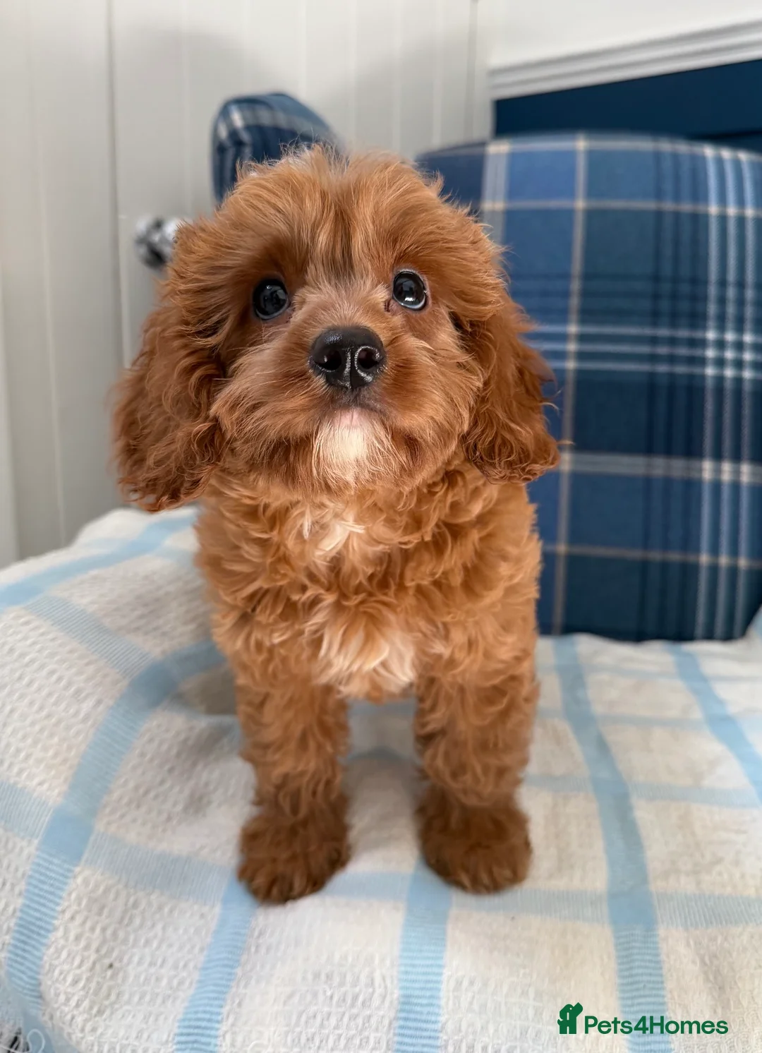 Cavapoo dogs for sale: 🩷💙Outstanding Red Cavapoo Puppies💙🩷 - Advert 1