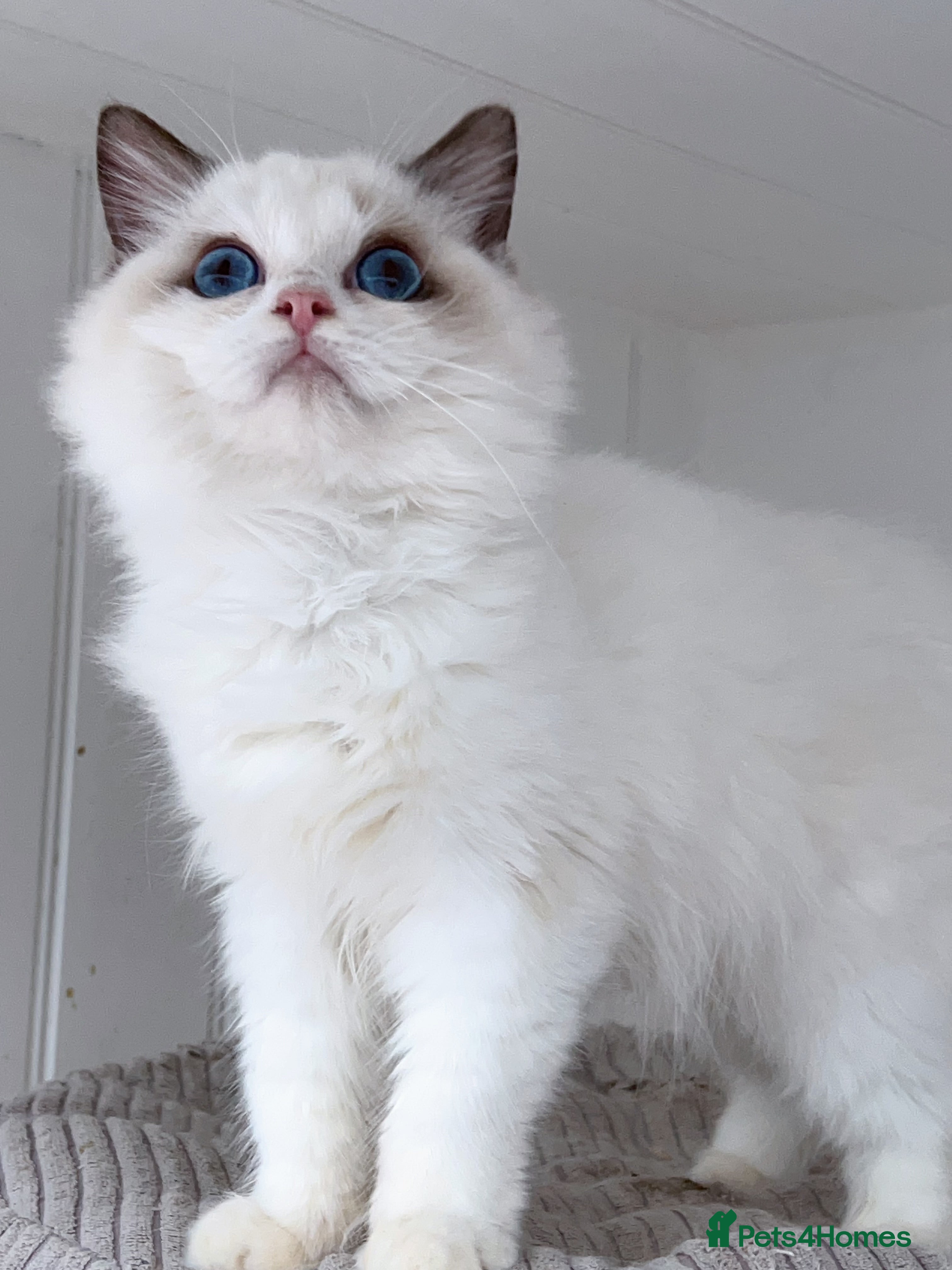 Perdoll cats Supreme champion sired bicolour kittens - Advert 1