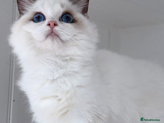 Perdoll cats Supreme champion sired bicolour kittens - Advert 2