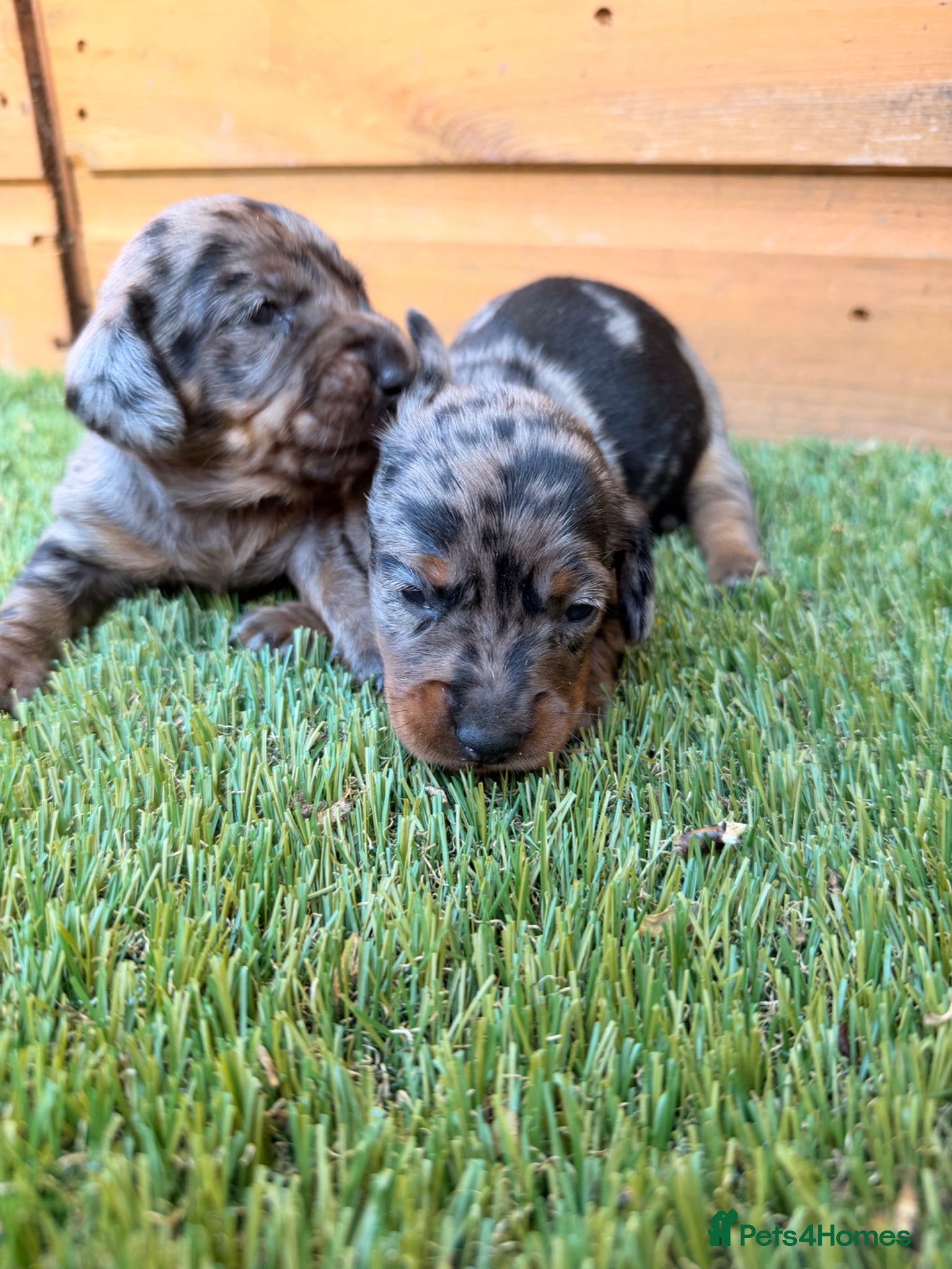 Miniature Dachshund dogs 3 beautiful minis!  - Advert 1