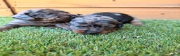 Miniature Dachshund dogs for sale: 3 beautiful minis!  - Advert 1