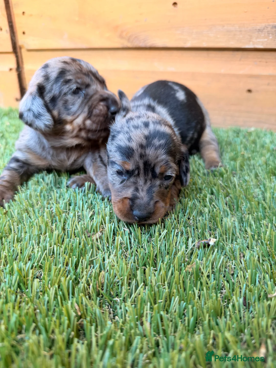 Miniature Dachshund dogs for sale: 3 beautiful minis!  - Advert 1