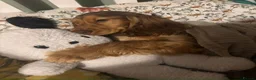 Cocker Spaniel dogs for sale: Rehoming Girl cocker spaniel - Advert 4