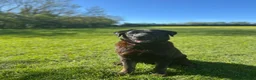 Mixed Breed dogs for adoption: Atlas - Labrador x Malamute in Wells - Advert 3