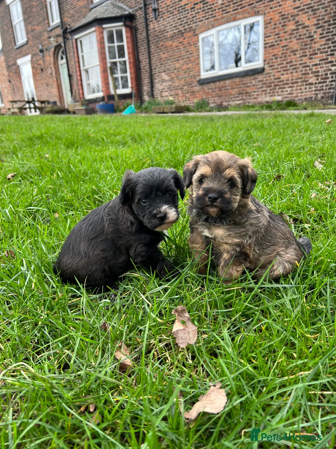 Mixed Breed dogs for sale: Borderpoo pups for sale(borderterrier x toypoodle) in Manchester - Advert 1