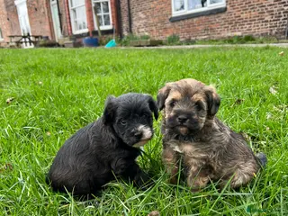 Mixed Breed dogs Borderpoo pups for sale(borderterrier x toypoodle) in Manchester - Advert 1