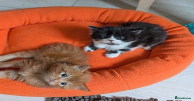 Mixed Breed cats - Advert 10