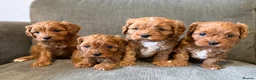 Cavapoo dogs for sale: Beautiful f1 cavapoo puppies  - Advert 1