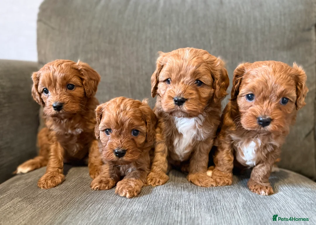 Cavapoo dogs for sale: Beautiful f1 cavapoo puppies  - Advert 1