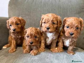 Cavapoo dogs Beautiful f1 cavapoo puppies - Advert 2