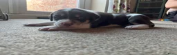 Mixed Breed dogs for sale: Beautiful Staffie cross puppies - Advert 10