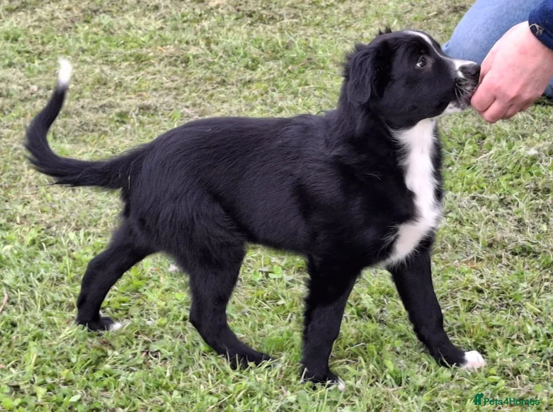 Mixed Breed dogs for sale: Sports/Performance bred puppies 3/4 ASD 1/4 WSD - Advert 2