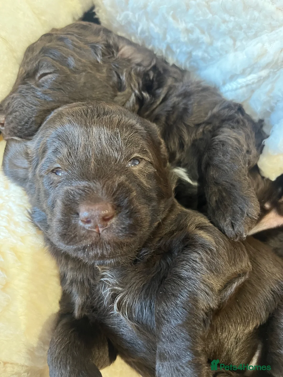 Labradoodle dogs for sale: Miniature F1B Labradoodle Puppies - Advert 10