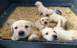 Labrador Retriever dogs for sale: ✨ Stunning chunky Labrador puppies ✨ - Image 15
