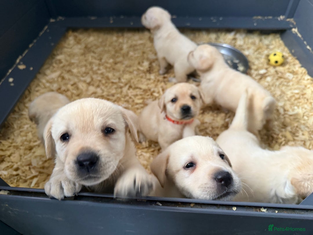 Labrador Retriever dogs for sale: ✨ Stunning chunky Labrador puppies ✨ - Image 15