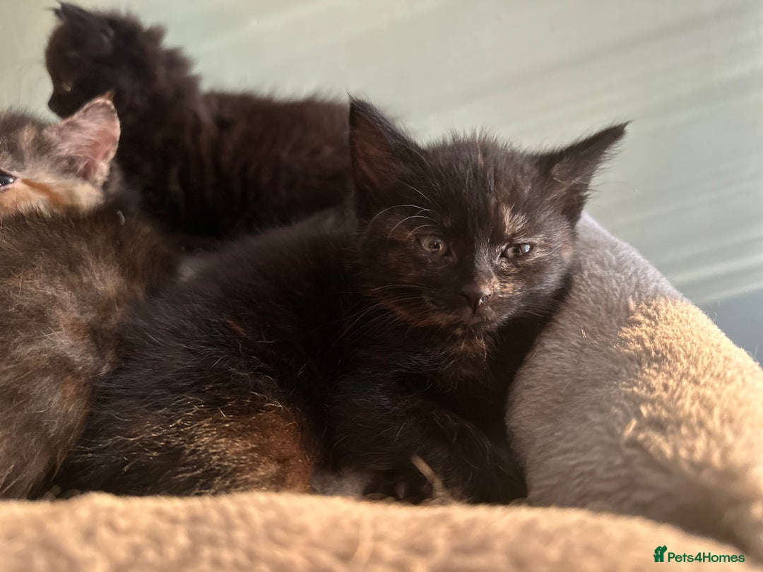 Domestic Shorthair cats for sale: Cute kittens in Dagenham - Image 16