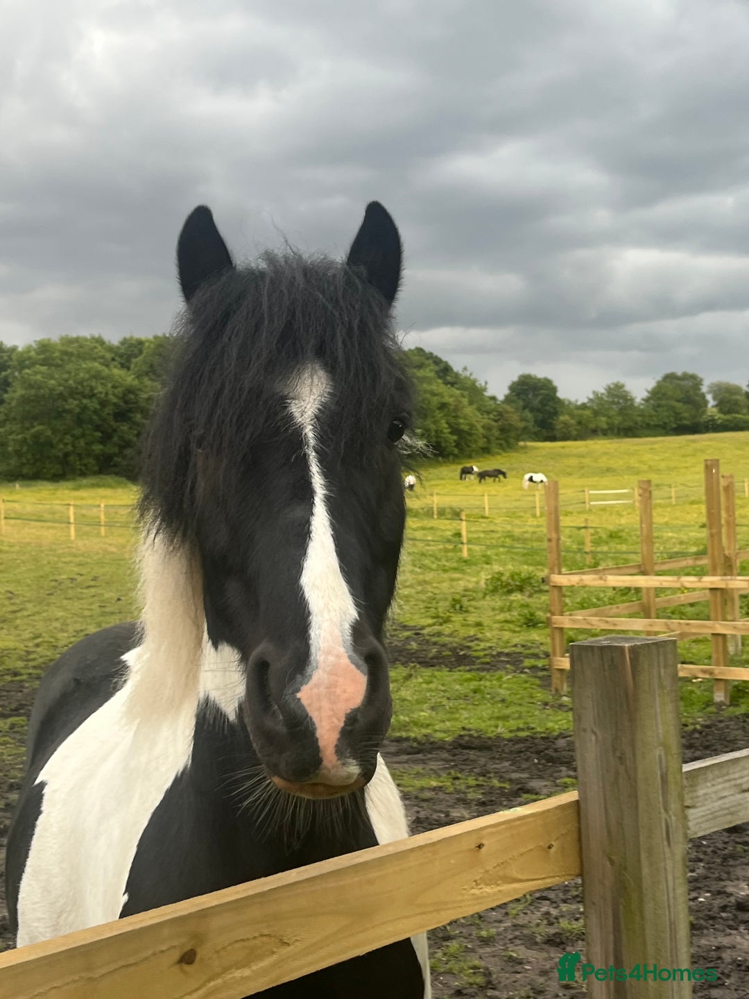 Irish Cob horses for sale: For Sale: Monty - Advert 9