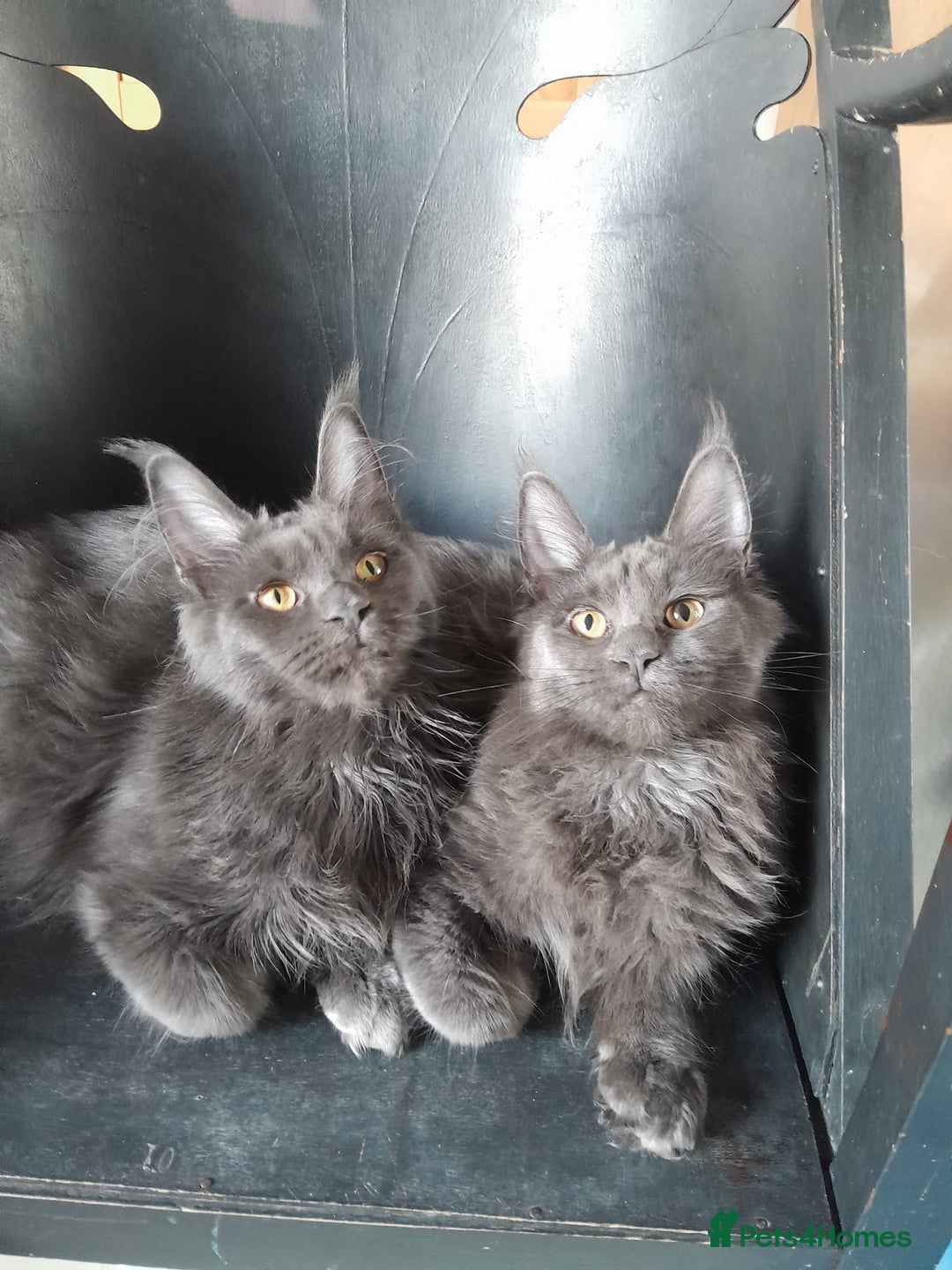 Maine Coon cats for sale: 2 solid blue MaineCoon girls TICA - Advert 12