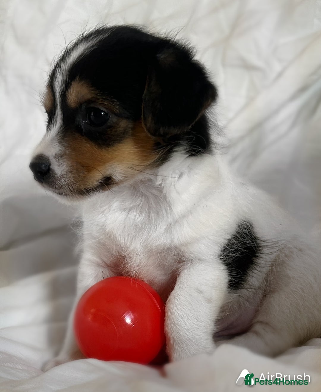 Jack Russell dogs for sale: Mini Jack Russell Terrier puppy - Image 6